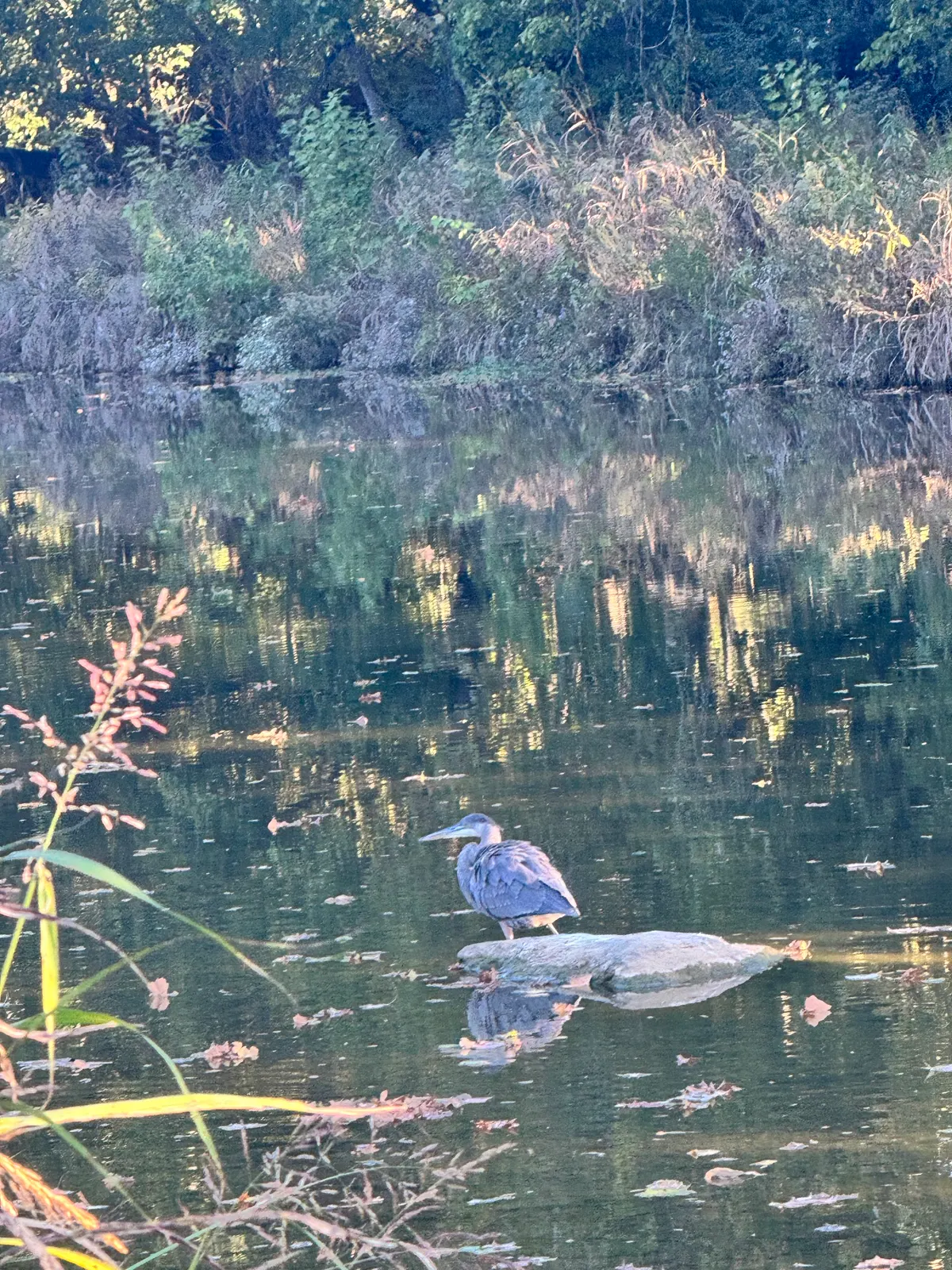 A great blue heron standing on a rock in still water reflecting autumn trees
